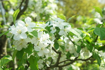 ひめりんごの花