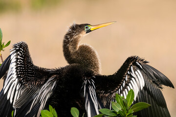 An anhinga or snake bird is perched with it’s head turned sideways while drying its wings at the Bailey Tract of Ding Darling National Wildlife Refuge on Sanibel Island, Florida.