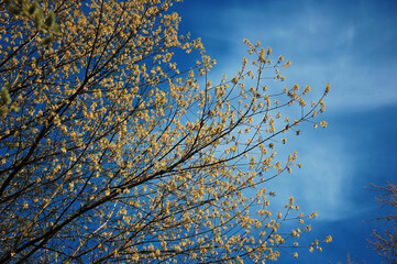 Maple tree blooming against deep blue sky background. Trees in springtime .Season of nature awakening. Botanical plants and trees 
outdoors photo. Free copy space.  Bottom view
