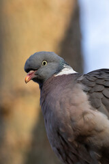 Portrait of the Common Wood Pigeon, Columba palumbus perched on a tree during spring in Estonian nature