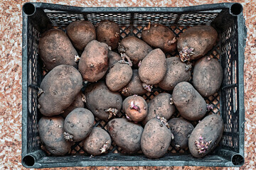 large seed potatoes, breeding potatoes for planting, potatoes in a box, home gardening