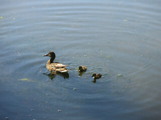 ducklings swim in the summer in a rural pond