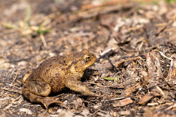 Closeup profile of the amphibian, common toad also known as European toad (Bufo bufo) sitting on the ground in spring in Estonian nature - 498871266