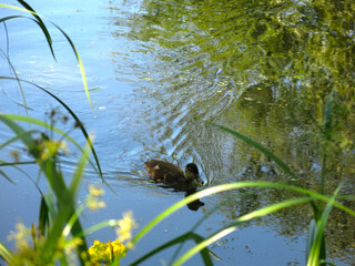 ducklings swim in the summer in a rural pond