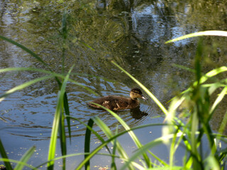 ducklings swim in the summer in a rural pond