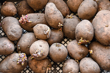 Sprouting seed potatoes ready for planting, home gardening concept