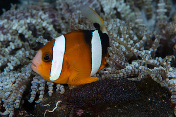 Fototapeta na wymiar Clownfish - Amphiprion clarkii taking care of eggs. Underwater macro world of Tulamben, Bali, Indonesia.