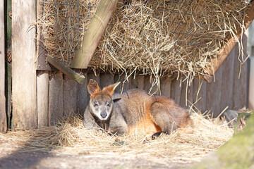 Wallaby resting and enjoying the sun