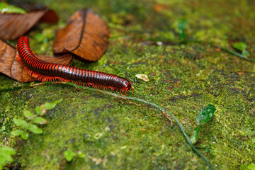 Madagascan Fire Millipede, pres. Aphistogoniulus Corallipes in Masoala, Madagascar wildlife, Africa