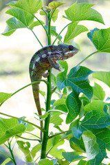 Endemic lizard Panther chameleon (Furcifer pardalis) in rainforest at Masoala, Toamasina Province,...