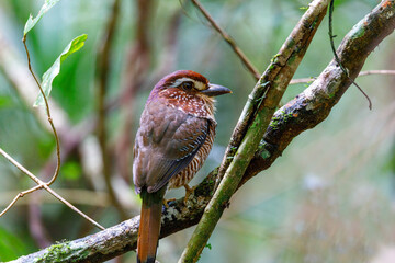 Short-legged Ground-Roller, Brachypteracias leptosomus, perched in a tree in Madagascar rainforest. Masoala national park, Africa Wildlife