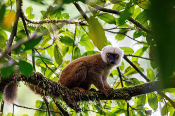 Endemic white-headed lemur (Eulemur albifrons) on branch in Madagascar wilderness. Masoala forest...