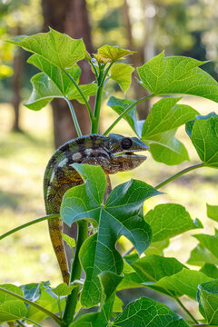 Endemic lizard Panther chameleon (Furcifer pardalis) in rainforest at Masoala, Toamasina Province, Madagascar wildlife.