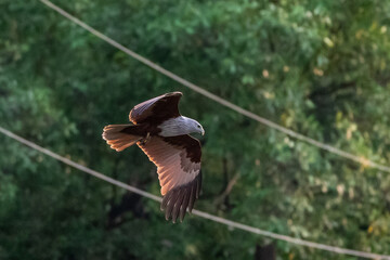 Close up of Brahminy kite(Haliastur indus) flying in the sky in nature of Thailand