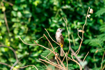 The Yellow-vented Bulbul (Pycnonotus goiavier) is a medium sized pale colored bird with an eye stripe, brown crest and a yellow vent.