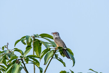 Beautiful bird, Plaintive cuckoo (Cocomantis merulinus) perching on a branch on white background, bird of Thailand