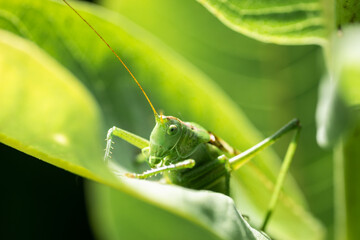 A green grasshopper on a large leaf of grass, in its natural environment.