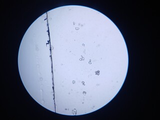 sand under the microscope