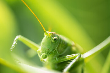 A green grasshopper on a large leaf of grass, in its natural environment.