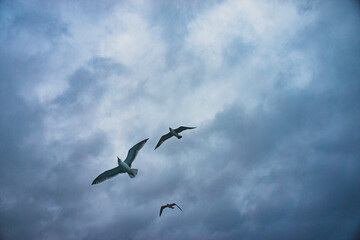 flock of seagulls