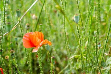 Red wild poppy flower growing in summer green fields.