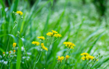 Obraz premium Yellow dandelion flowers on a green field, illuminated by the morning sun