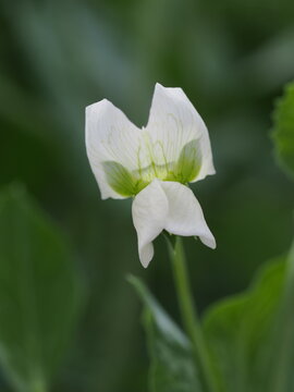 スナックエンドウの花 の画像 976 件の Stock 写真 ベクターおよびビデオ Adobe Stock