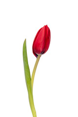 Red tulip flower isolated on white background.