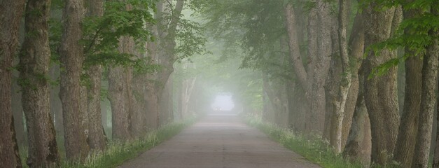 Rural road in majestic green deciduous forest. Natural tunnel. Mighty trees. Fog, sunbeams, soft...