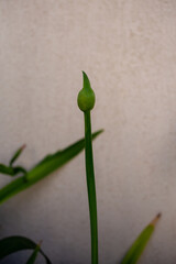  Agapanthus Bud Pod Soft Textured Background Isolated