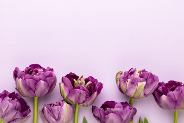 Lilac tulip flowers on pastel background.