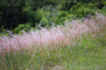 A Line of Pink Grass Seeds
