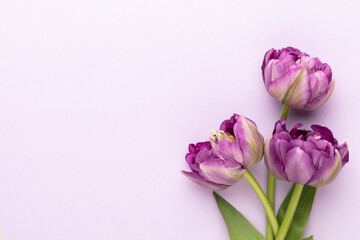 Lilac tulip flowers on pastel background.