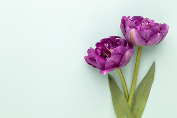 Lilac tulip flowers on pastel background.