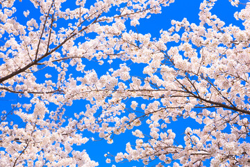 cherry blossom against sky