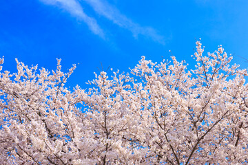 pink cherry blossom in spring