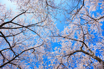 cherry blossom against sky