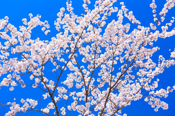 cherry blossom against sky