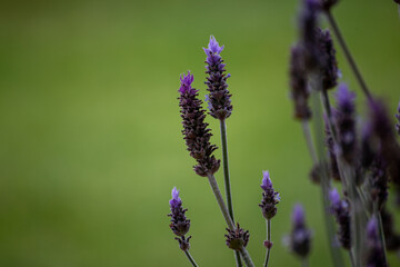 Lavender Flowers Right of Frame With Green Background Isolated