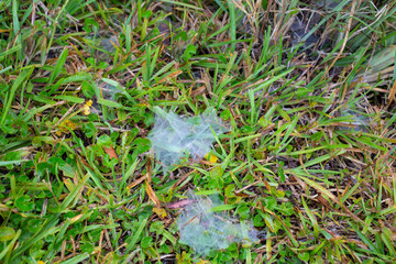 Morning Dew Cobwebs on Green Grass Texture