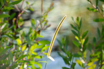 One Green Grass Flower Blade in Center of Frame with Background Leafy Textures