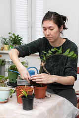 A young woman transplants indoor plants in the living room of an apartment