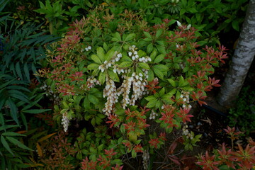 春の馬酔木の赤い新葉と白い花