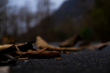 autumn leaves in the forest