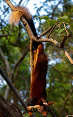 squirrel on tree