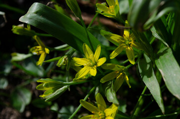 Obraz premium Small flowers of Gagea lutea or goose onions close-up. Yellow Star-Of-Bethlehem spring blooming on sunny day.