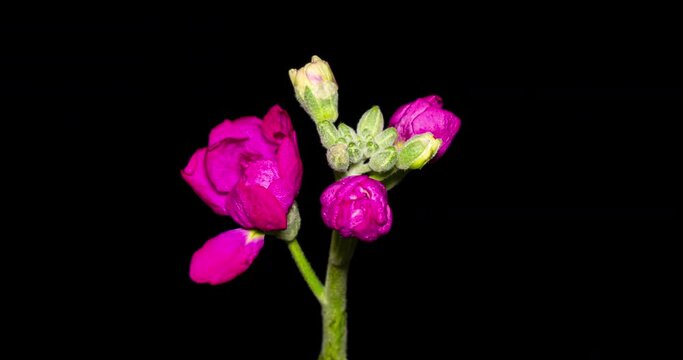 ストックの開花タイムラプス