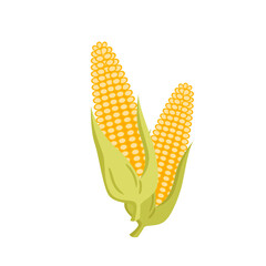 Ripe yellow corn, maize organic harvest from farm field vector illustration. Cartoon two golden corncobs with green leaf, healthy natural food isolated on white. Agriculture, nutrition concept