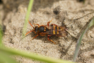 Closeup on a Lathbury's Nomada bee, Nomada lathburiana, hiding on the ground in the grass vegetation