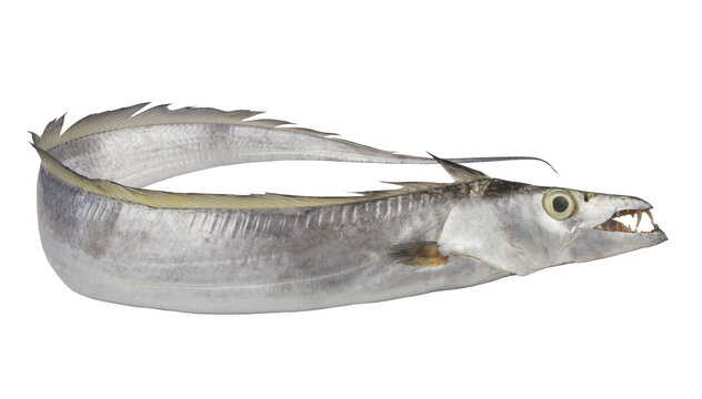 Largehead hairtail fish isolated on white background	